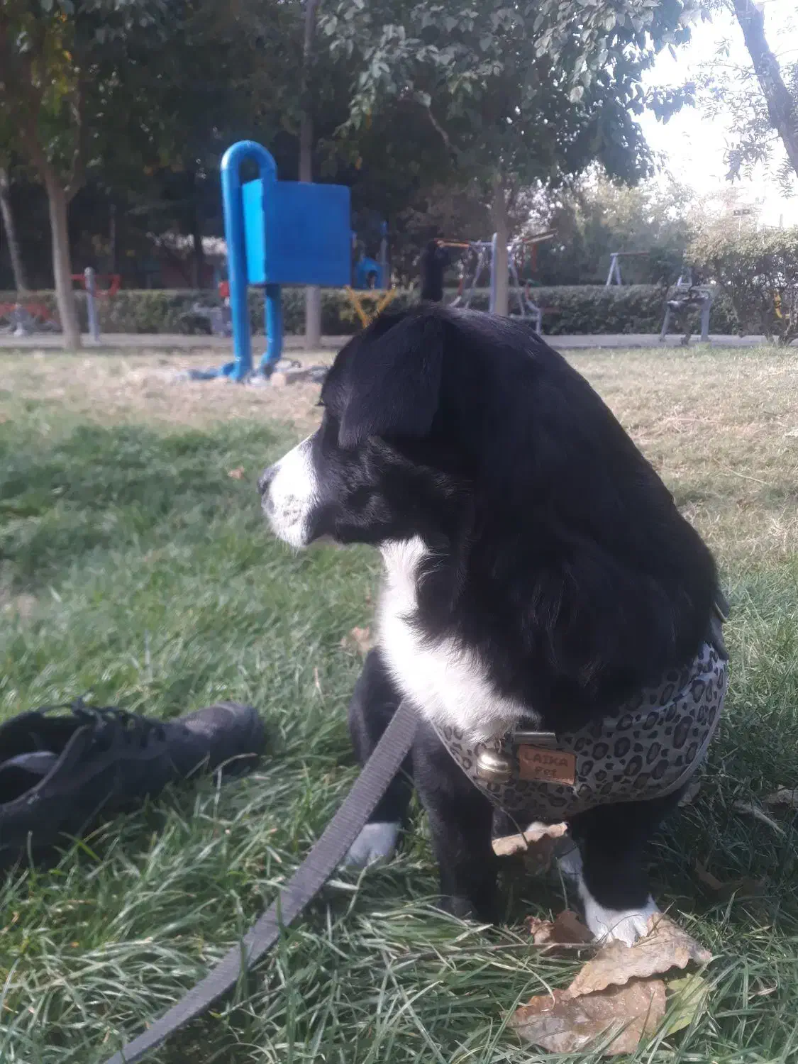 واگذاری سگ اشپیتز نر|سگ|ری, دولت‌آباد|دیوار