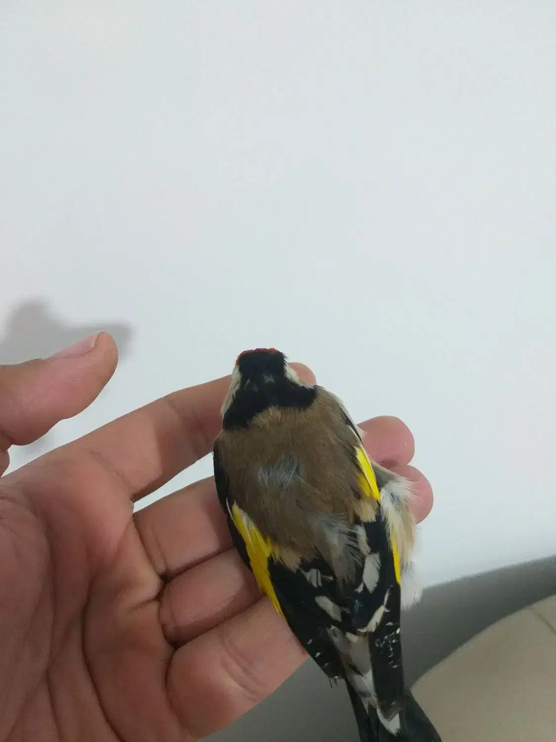 سهره دورگ رسمی کرمونی|پرنده|گلوگاه, |دیوار