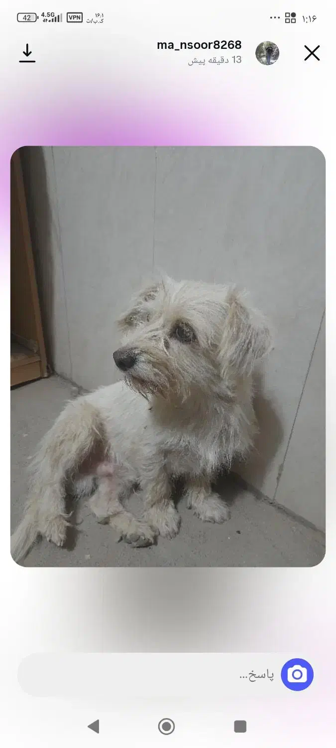 گمشده پاپی سفید|حیوانات|نجفآباد, جلال آباد|دیوار