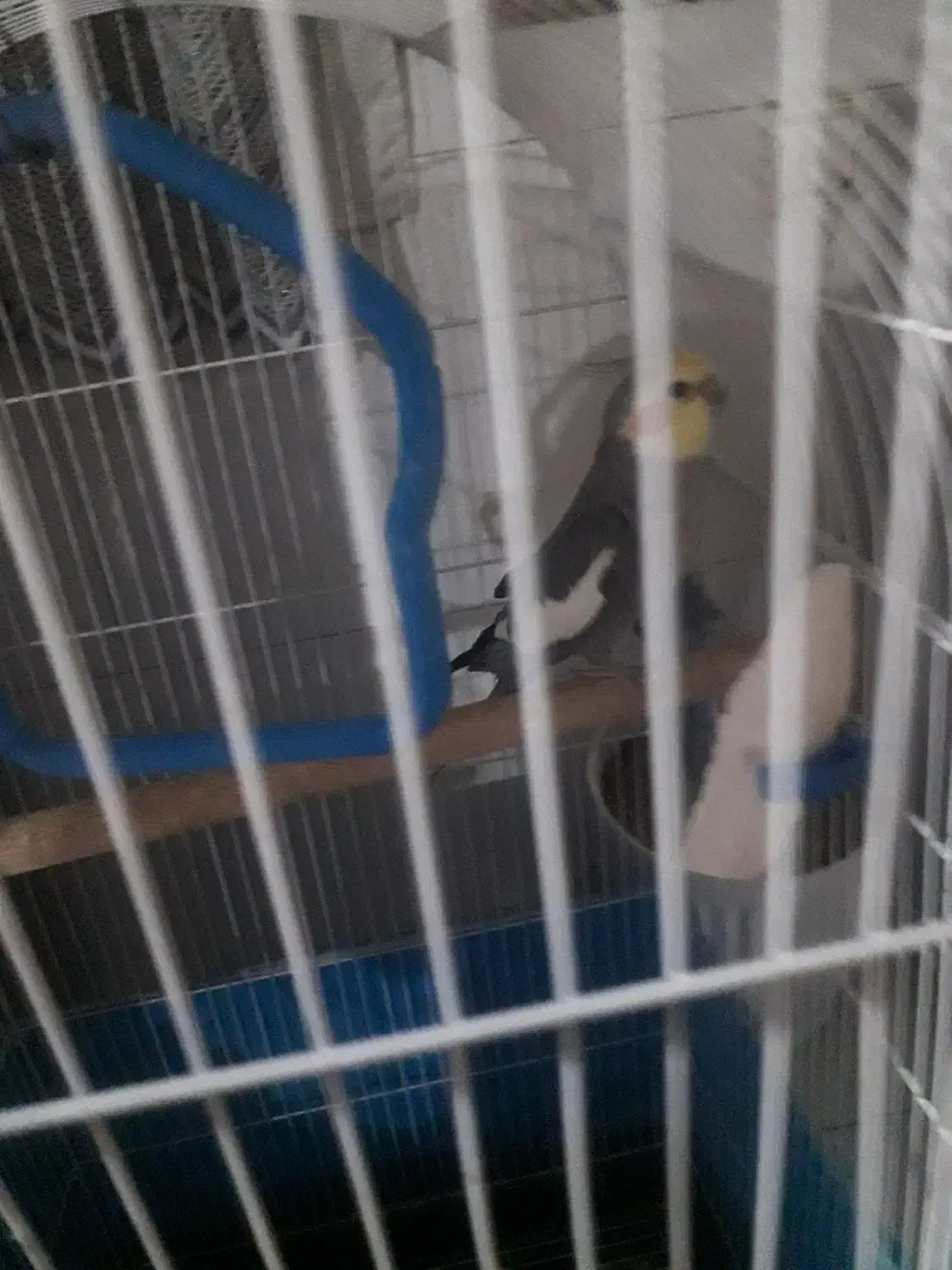 عروس هلندی نر|پرنده|محمدشهر, محمدشهر|دیوار