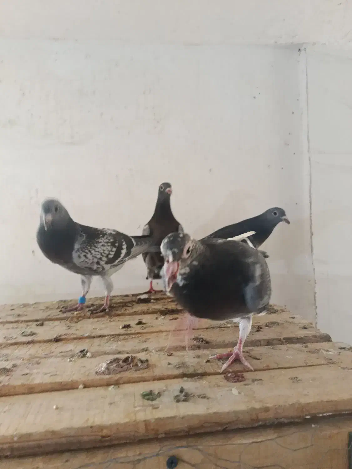 جوجه اردن خالص خالص|پرنده|خرم‌آباد, |دیوار