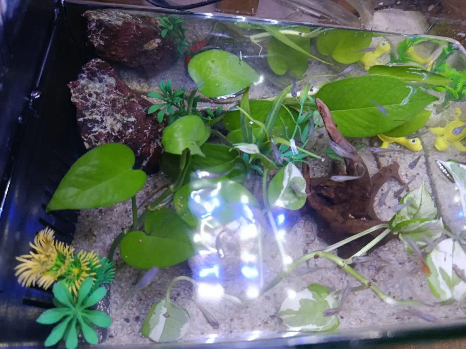 انواع ماهی های زینتی،گوپی،پلاتی،مولی و کوپی زیبا|ماهی|مشهد, طبرسی شمالی|دیوار