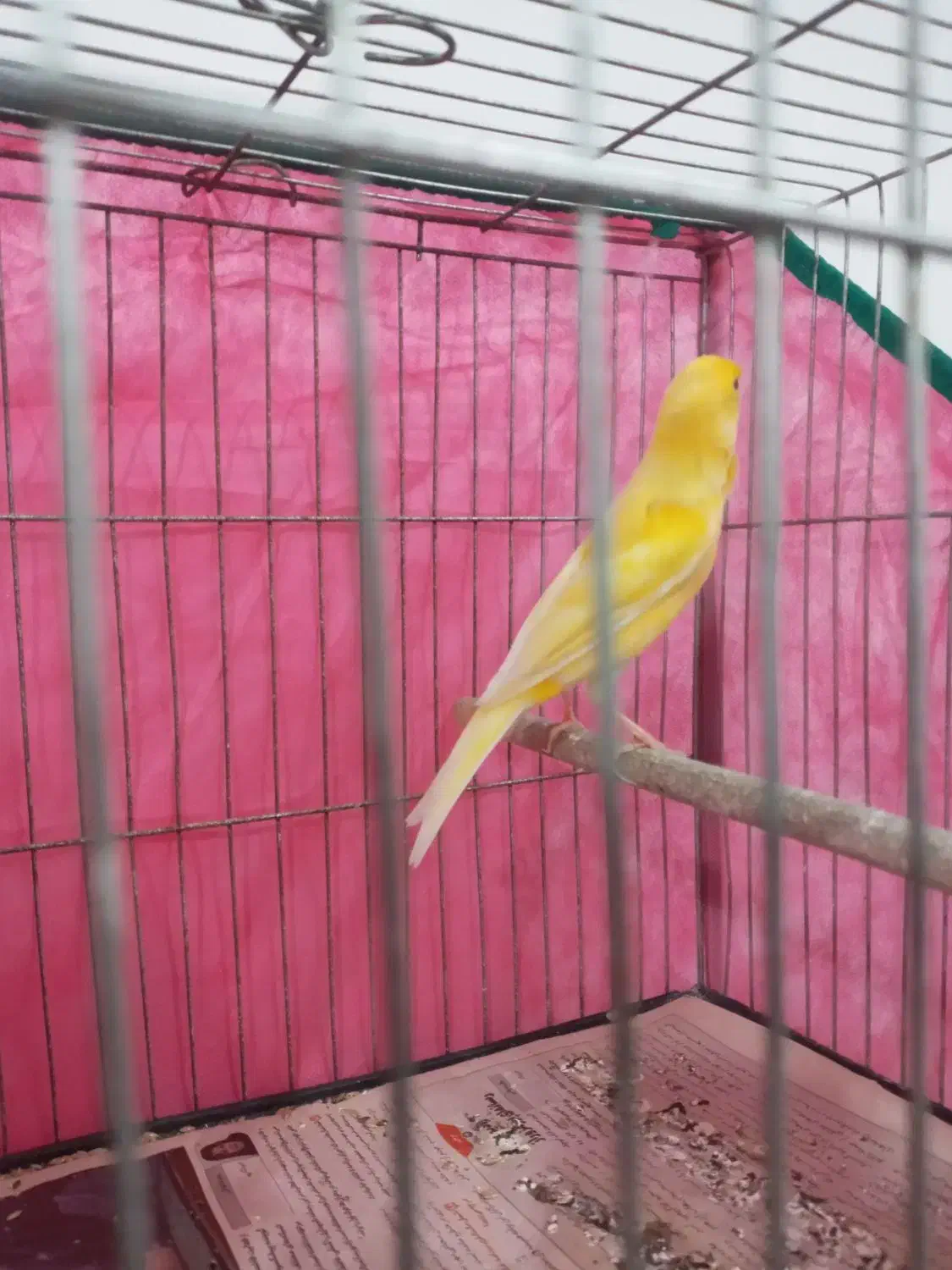 قناری نر مست|پرنده|رشت, اسماعیل آباد|دیوار