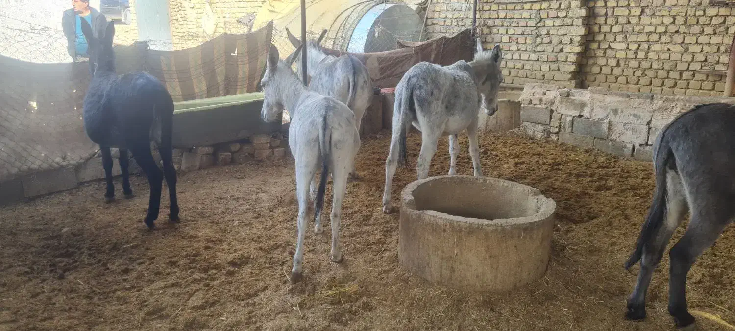 خر یا الاغ کله ی|حیوانات مزرعه|خمینی‌شهر, |دیوار