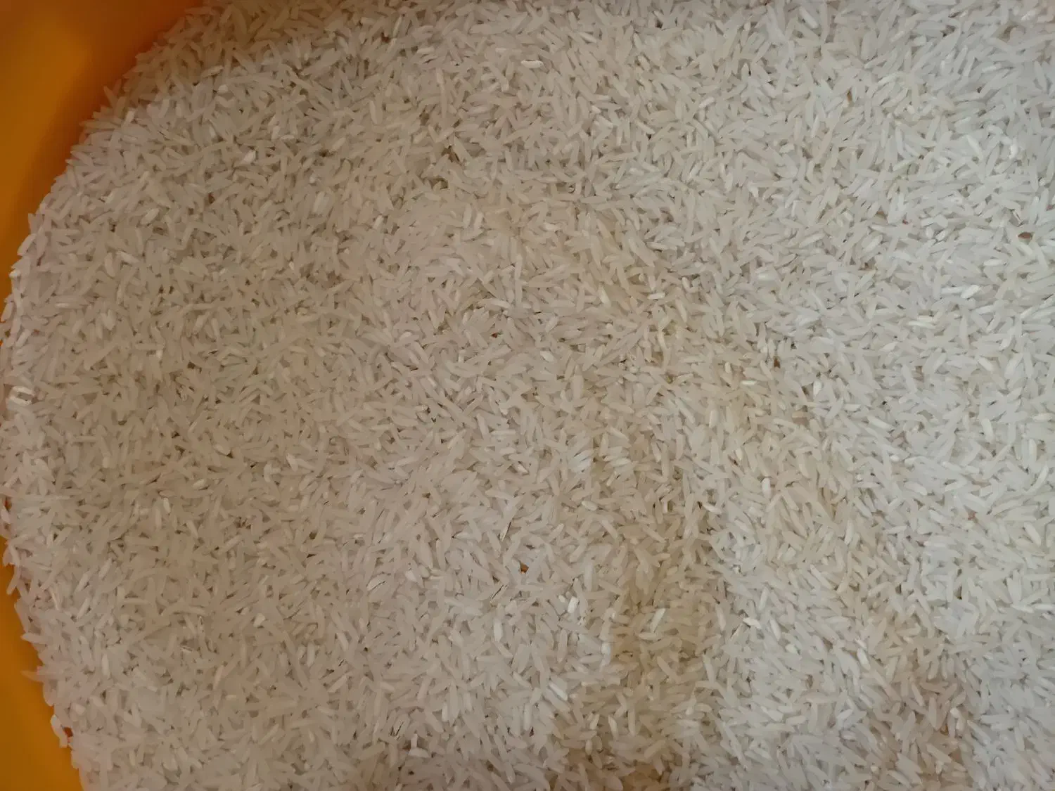 برنج فجر سوزنی در جه یک|عمده‌فروشی|کردکوی, |دیوار