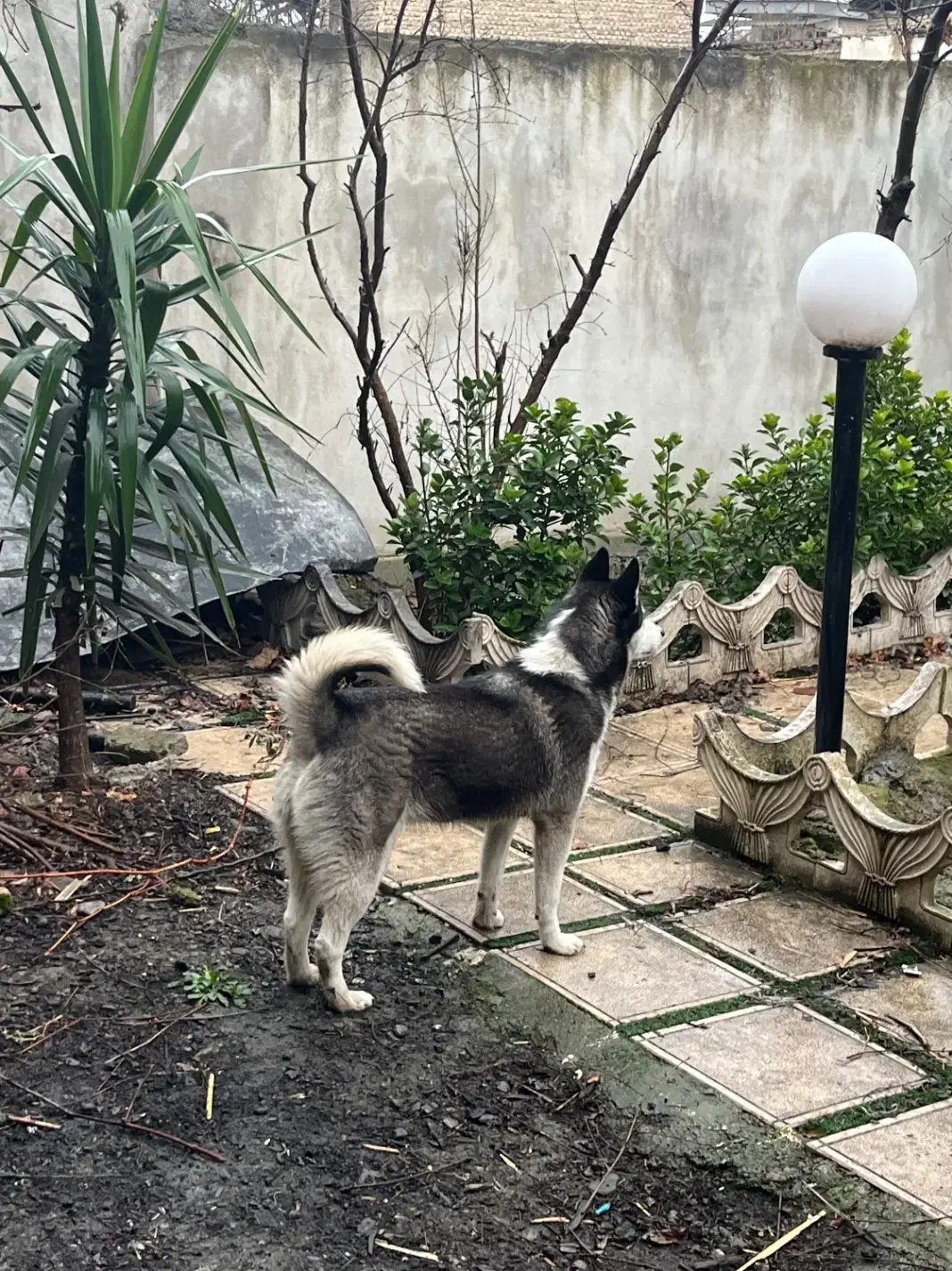 سگ هاسکی|سگ|سرخنکلاته, |دیوار