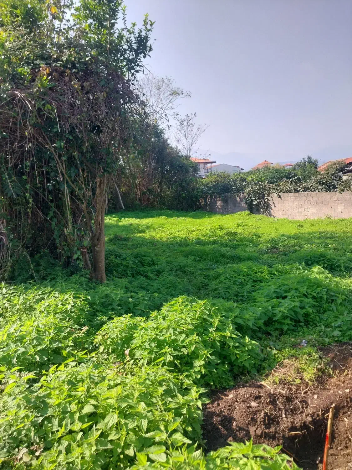 زمین منطقه آزاد ۳۰۰متر گراکو سند تک برگ|فروش زمین و ملک کلنگی|تنکابن, |دیوار