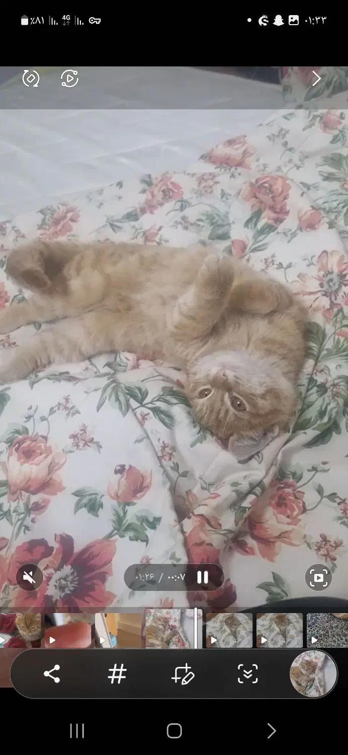 گربه گمشده|گربه|یزد, |دیوار