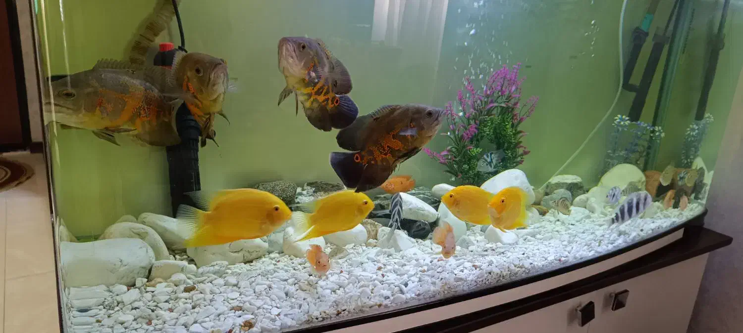 ماهی|ماهی|پردیس, فاز ۲|دیوار