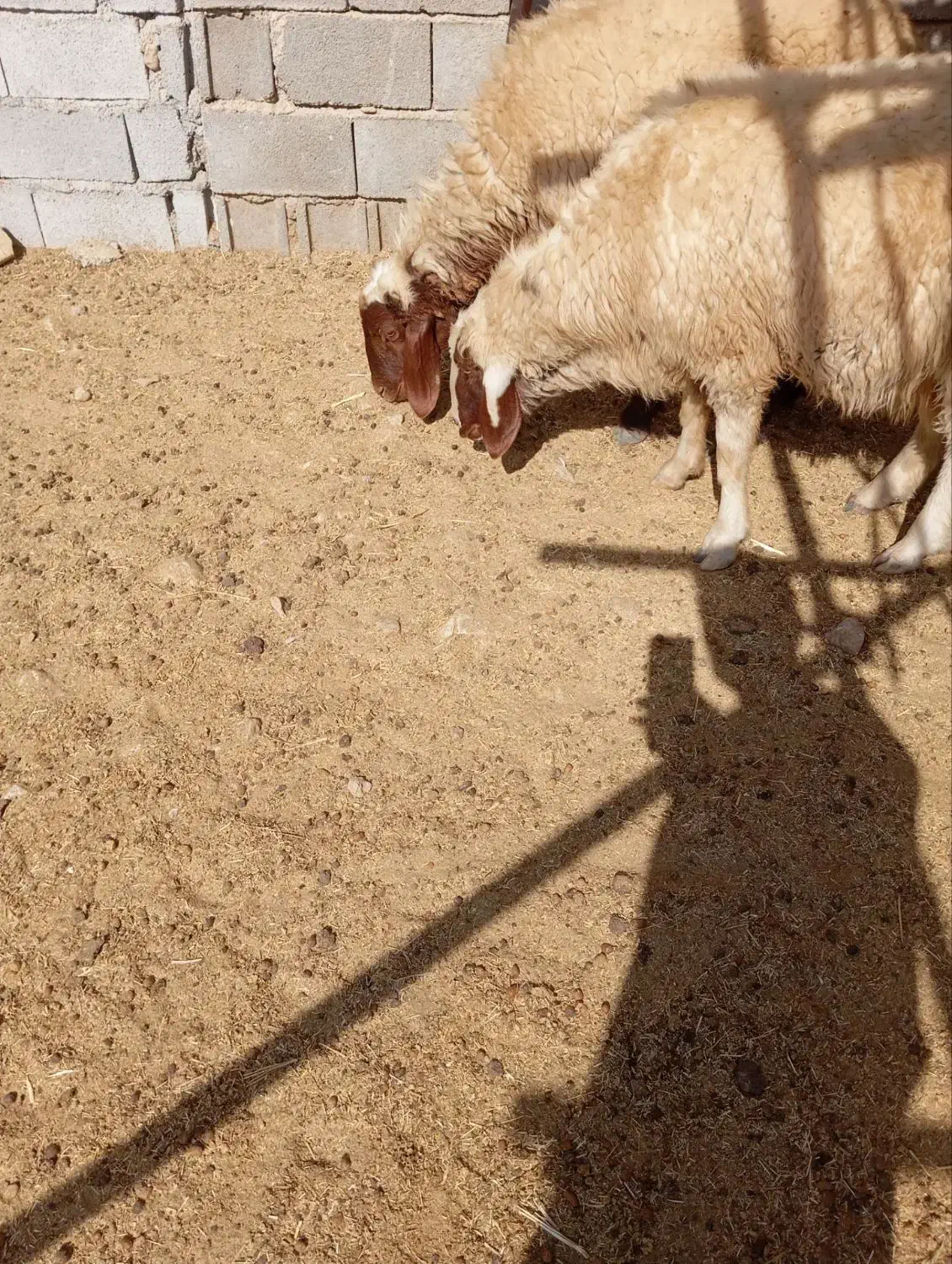 یه راس قوچ صدامی ویه راس سنجابی|حیوانات مزرعه|سرپل ذهاب, |دیوار