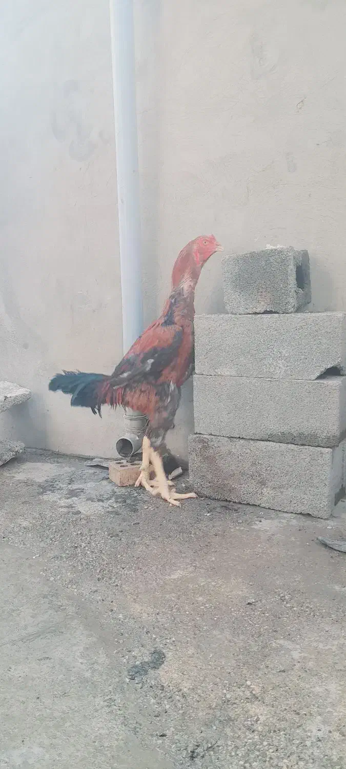 خروس لاری افغان|حیوانات مزرعه|تاتار علیا, |دیوار