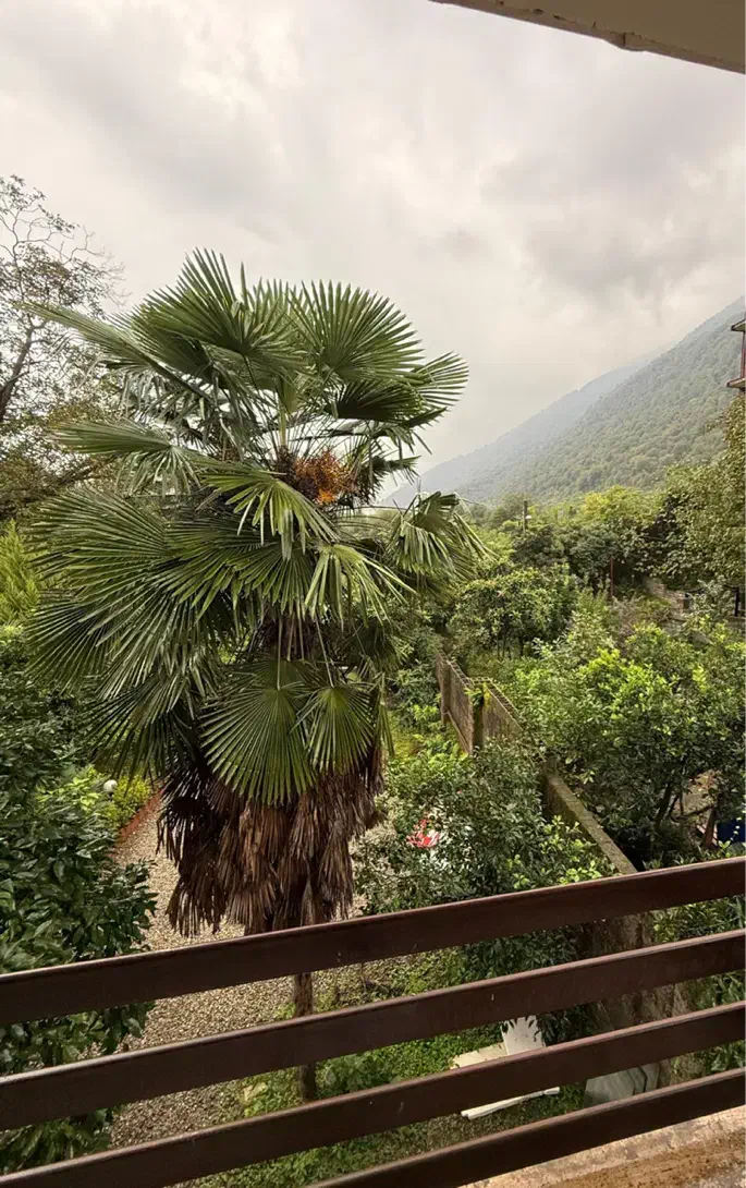 فروش ویلا باغ ۵۰۰متری چسبیده ب جنگل جنب نمک آبرود|فروش خانه و ویلا|هچیرود, |دیوار