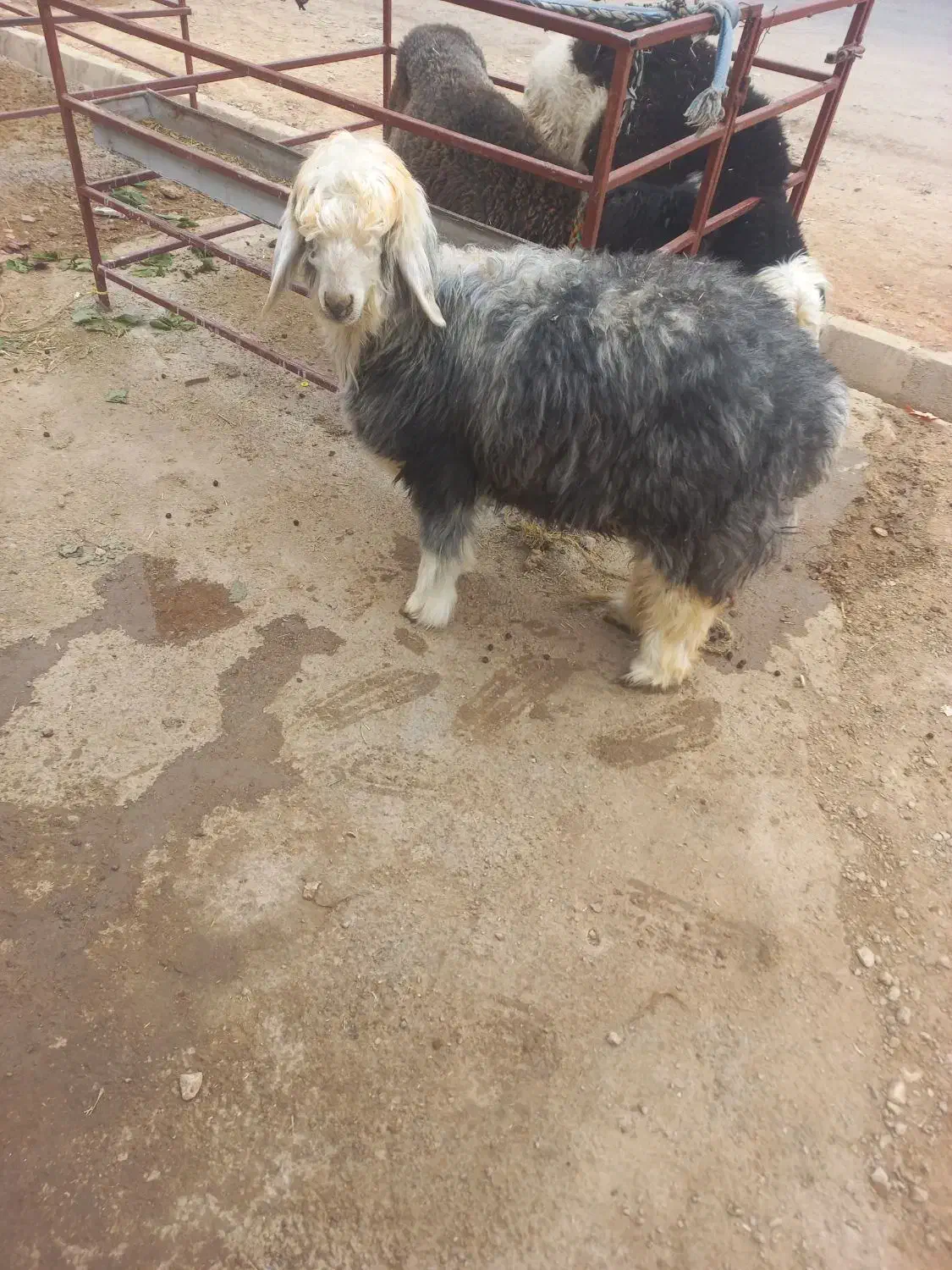 کوه ماده عتیقه|حیوانات مزرعه|اندیکا, |دیوار