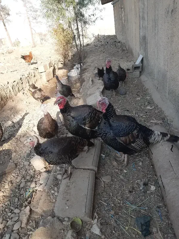 5عدد بوقلمون نر فروشی یا با مرغ هم عوض میکنم|حیوانات مزرعه|پاکدشت, پاکدشت (مامازند)|دیوار