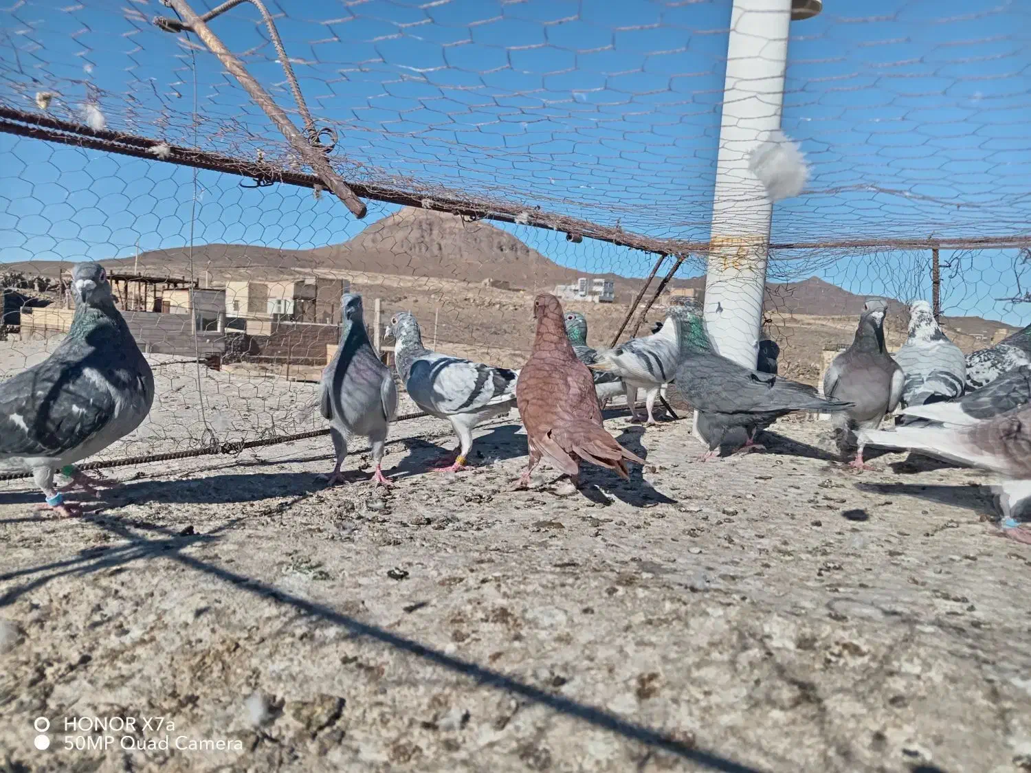 نر پرشی|پرنده|سربیشه, |دیوار