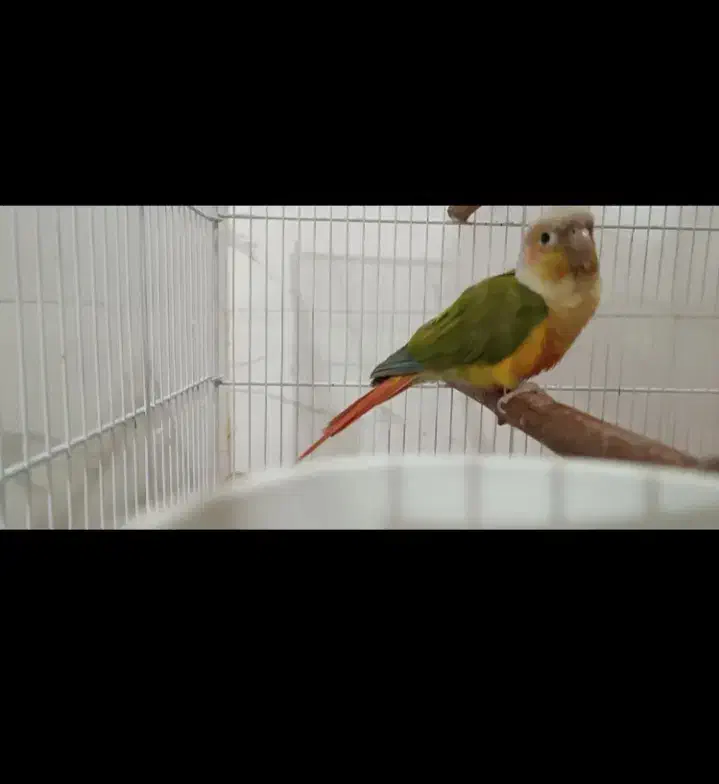 جفت گیرینچیک آناناسی|پرنده|خورموج, |دیوار