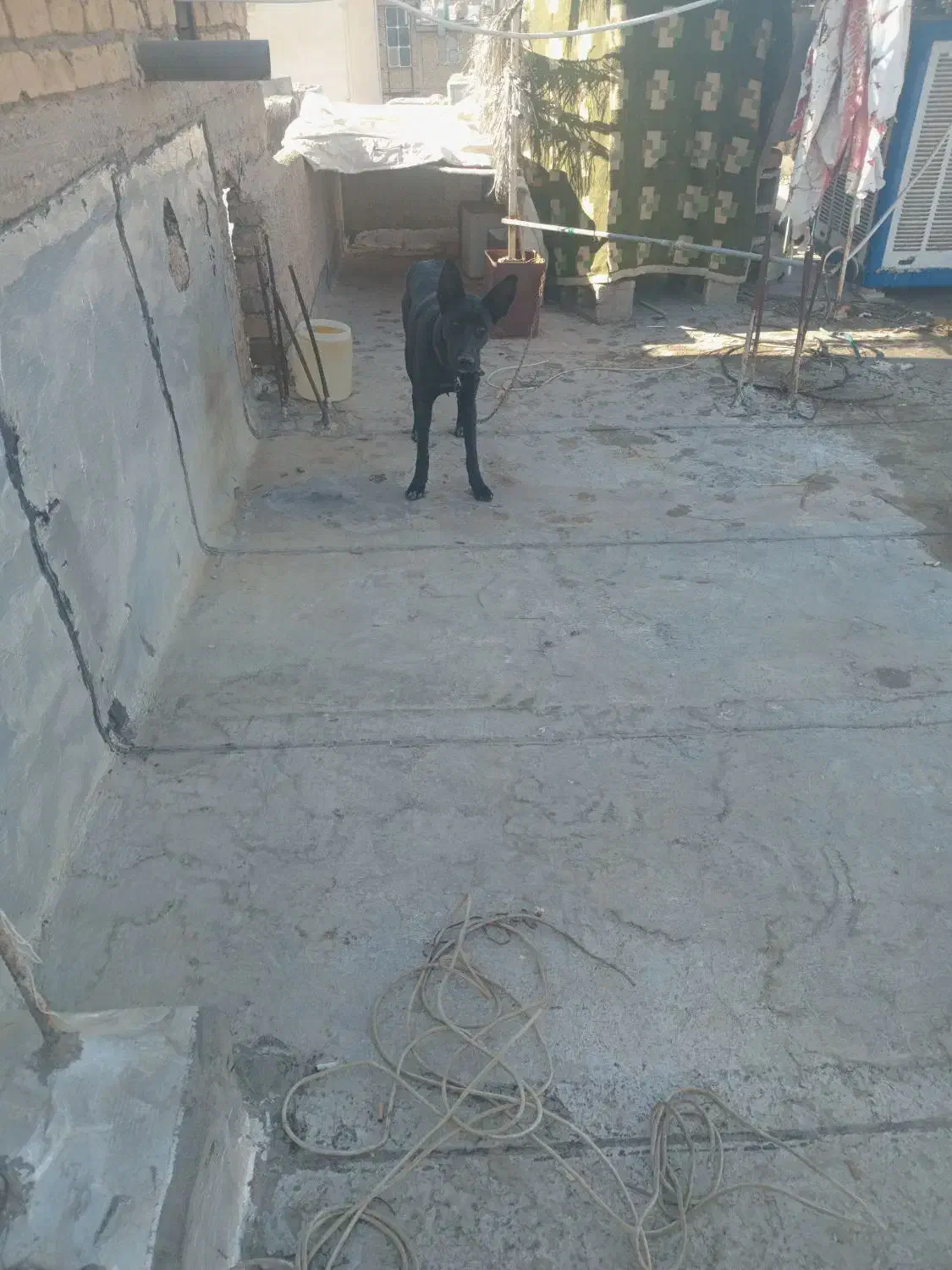 توله ژرمن|سگ|مرودشت, ابوذر شمالی‎|دیوار