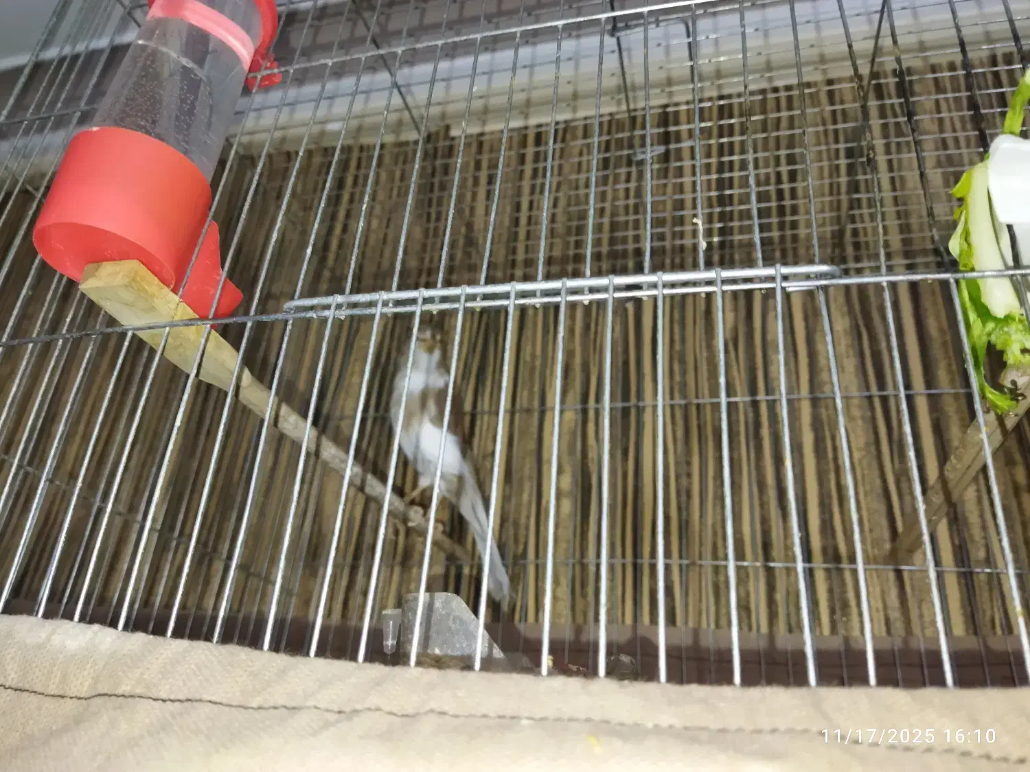 فروش یک جفت قناری|پرنده|همدان, |دیوار