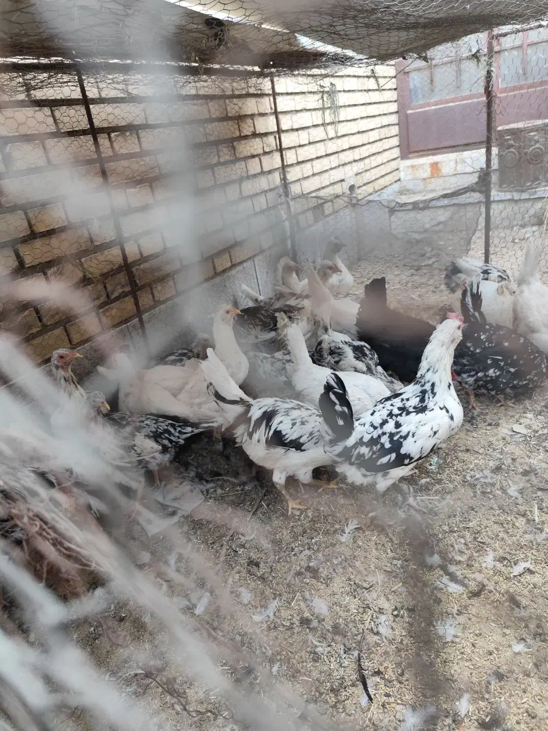 مرغ لری پنگونی|حیوانات مزرعه|پیر بکران, |دیوار