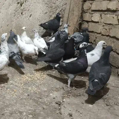 دسته پلاکی،سبز،سرور،بزک،سیاه واکسی|پرنده|شیراز, محمدیه|دیوار