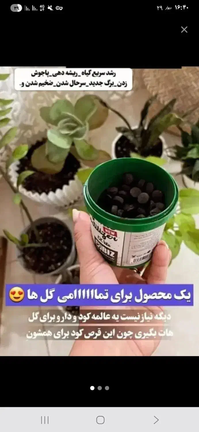 قرص کود|گل و گیاه طبیعی|دوگنبدان, |دیوار