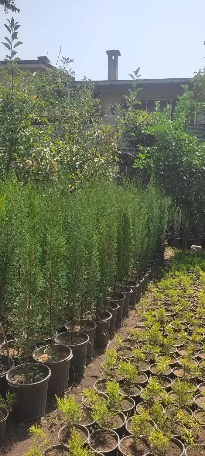 لاوسون ،سروشیراز ،پالم ،افرا|گل و گیاه طبیعی|رودسر, |دیوار