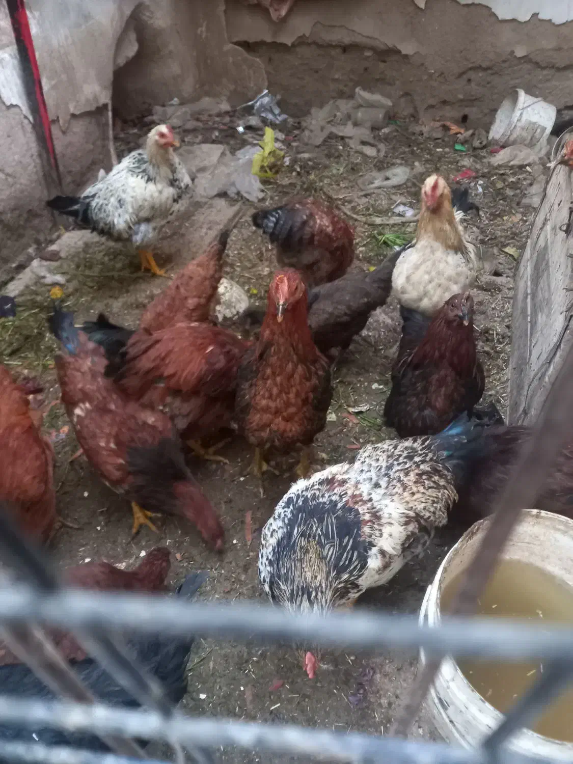 خروس محلی|حیوانات مزرعه|اسکو, |دیوار