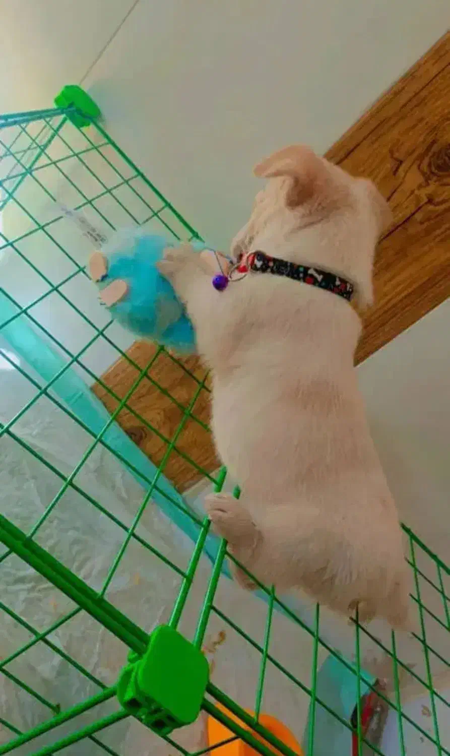 سگ دوماهه شیتزو شیطون|سگ|سیرجان, |دیوار