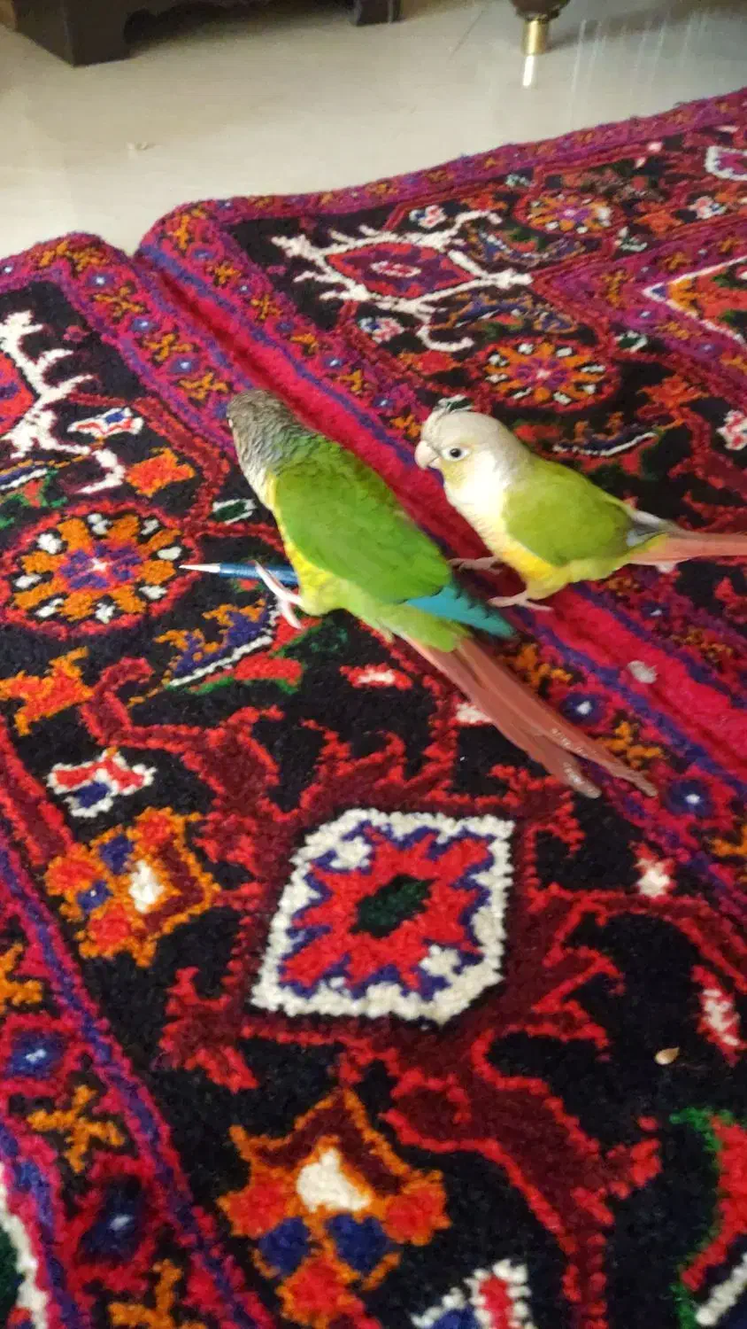 گیرینچیک های دستی|پرنده|ری, ولی آباد|دیوار