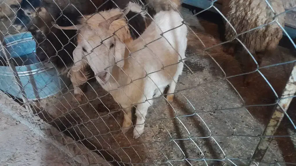 بزغاله ماده|حیوانات مزرعه|زاغه, |دیوار