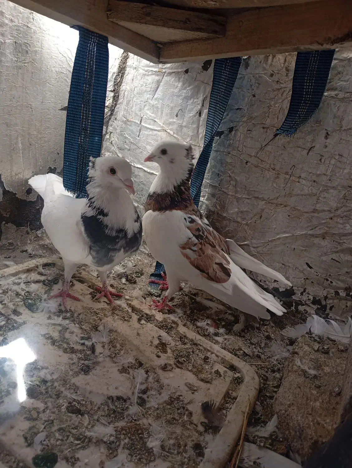 پرنده|پرنده|یاسوج, |دیوار