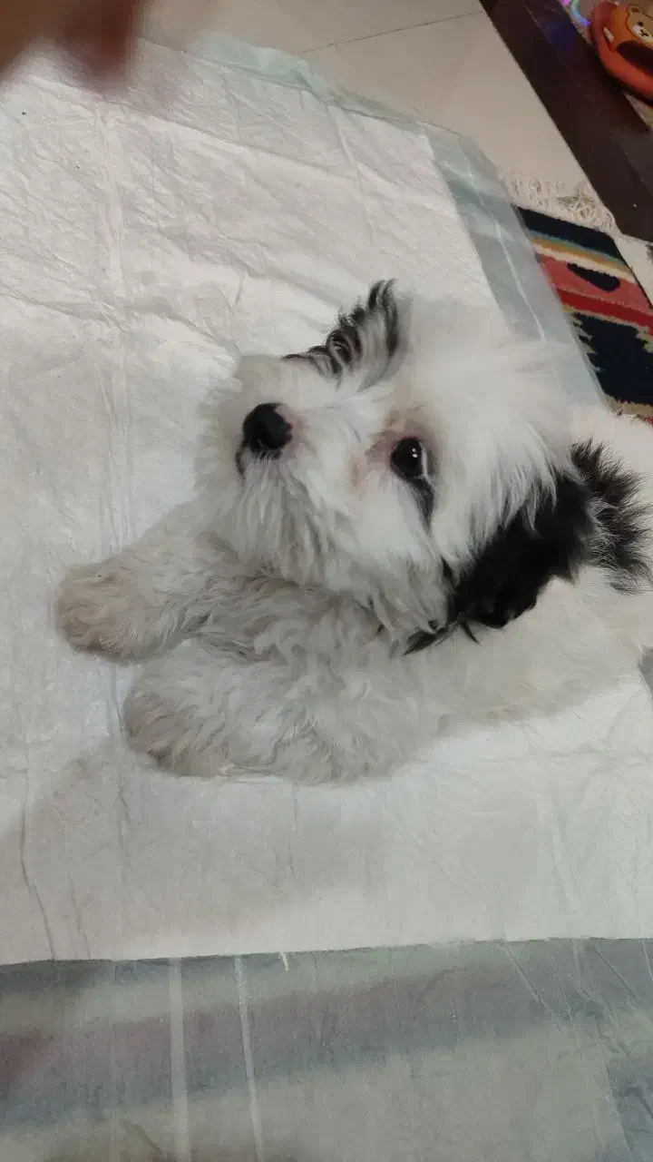 شیتزو واگذاری|سگ|پاکدشت, پاکدشت (مامازند)|دیوار