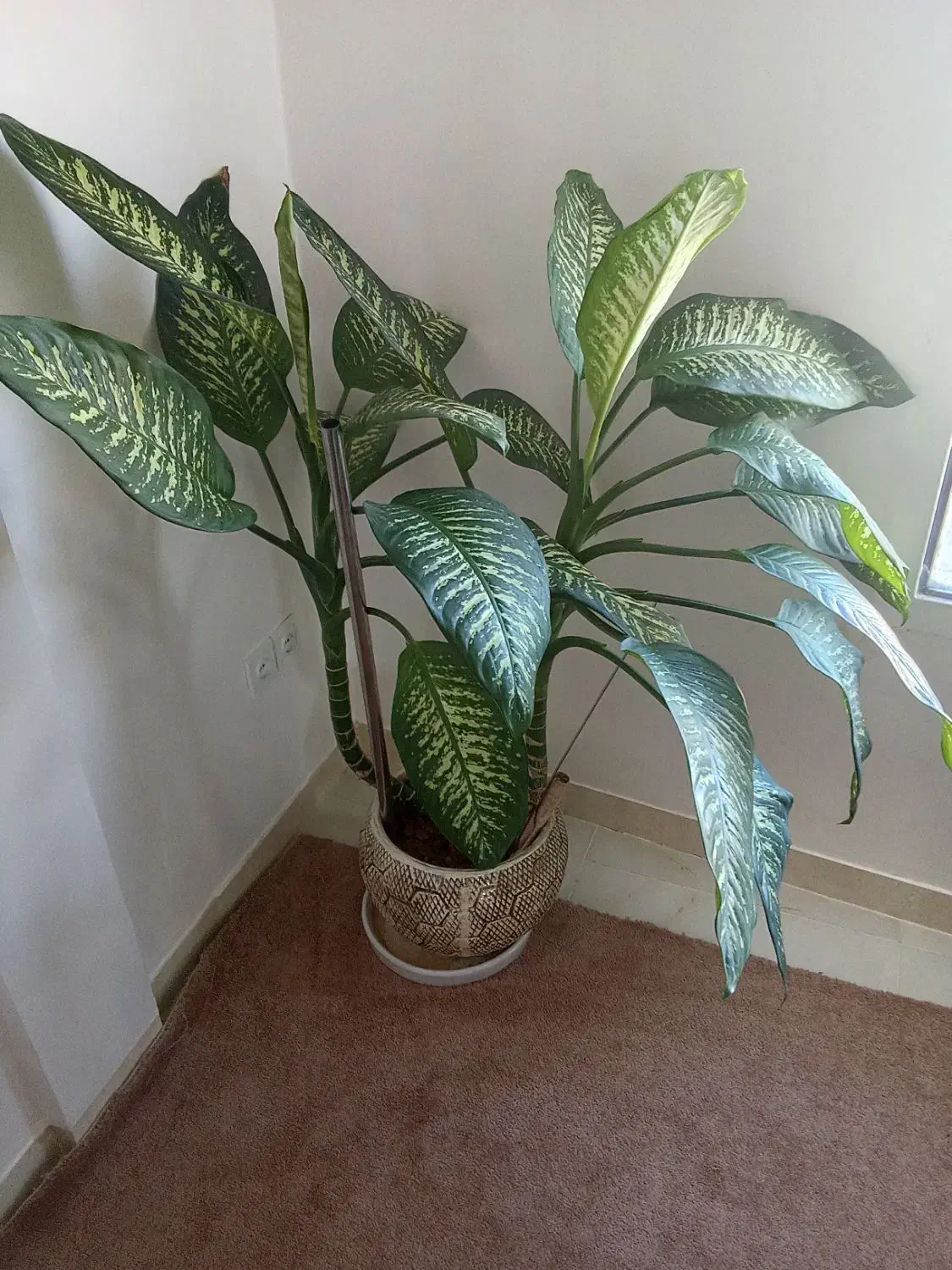 گل دیفن باخیا|گل و گیاه طبیعی|دره شهر, |دیوار