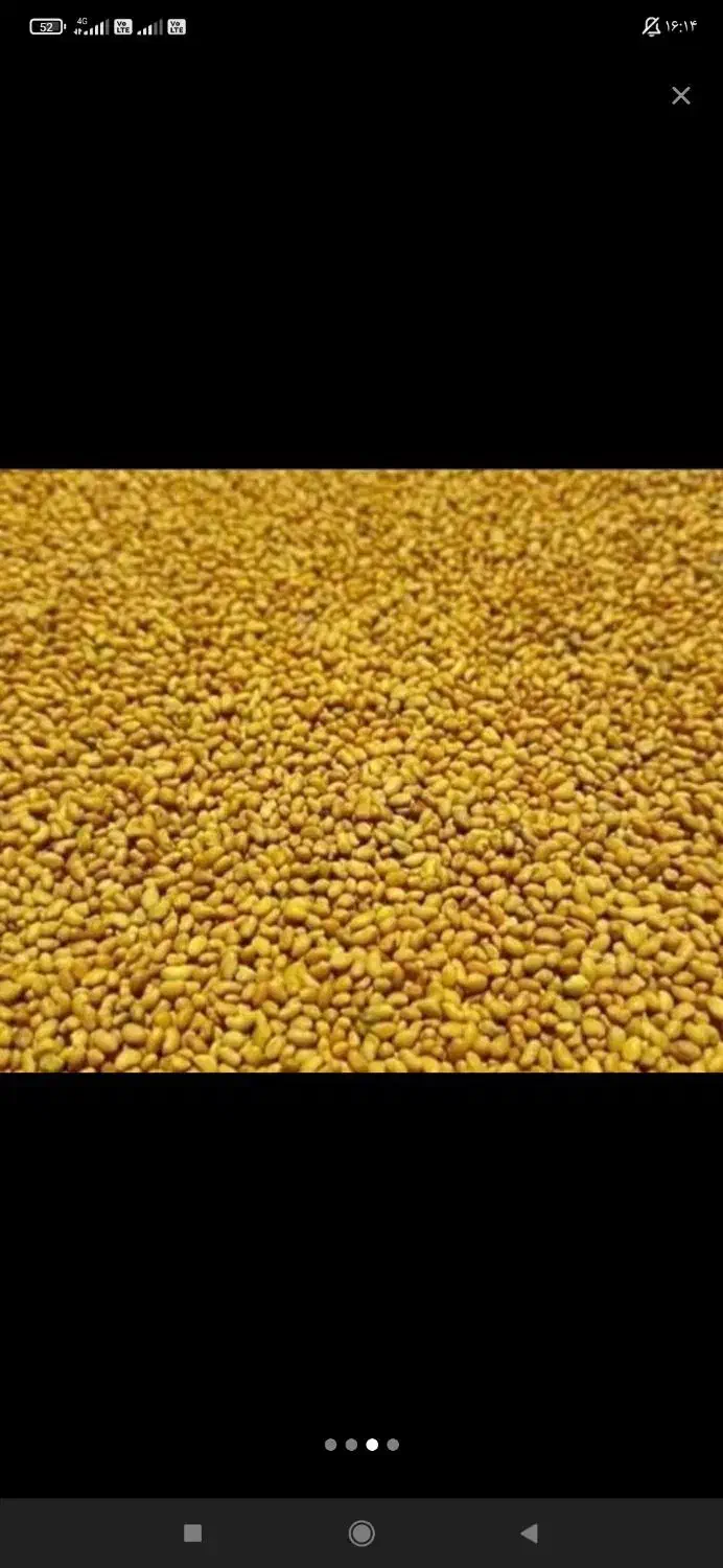 بذر یونجه تضمینی|خدمات باغبانی و درختکاری|بهبهان, |دیوار