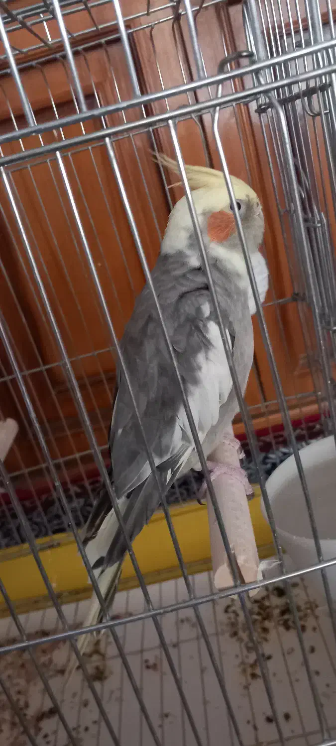 عروس هلندی ماده|پرنده|ملایر, |دیوار