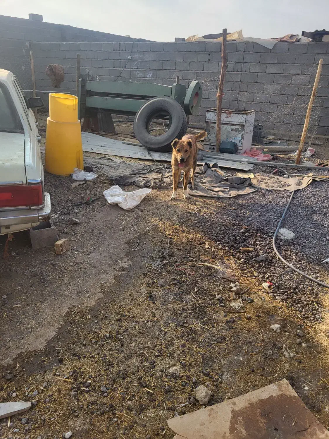 سگ افغان|سگ|سیرجان, |دیوار