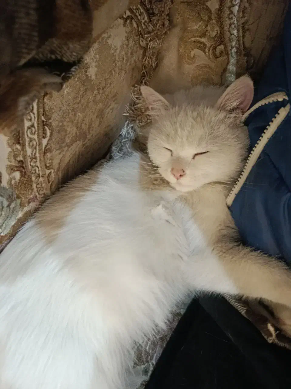 گربه بریتیش|گربه|ارومیه, |دیوار