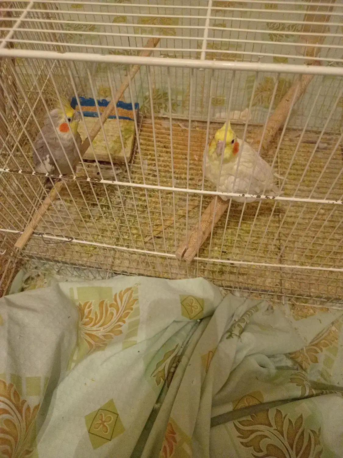 عروس هلندی|پرنده|تربتحیدریه, یحیی آباد|دیوار