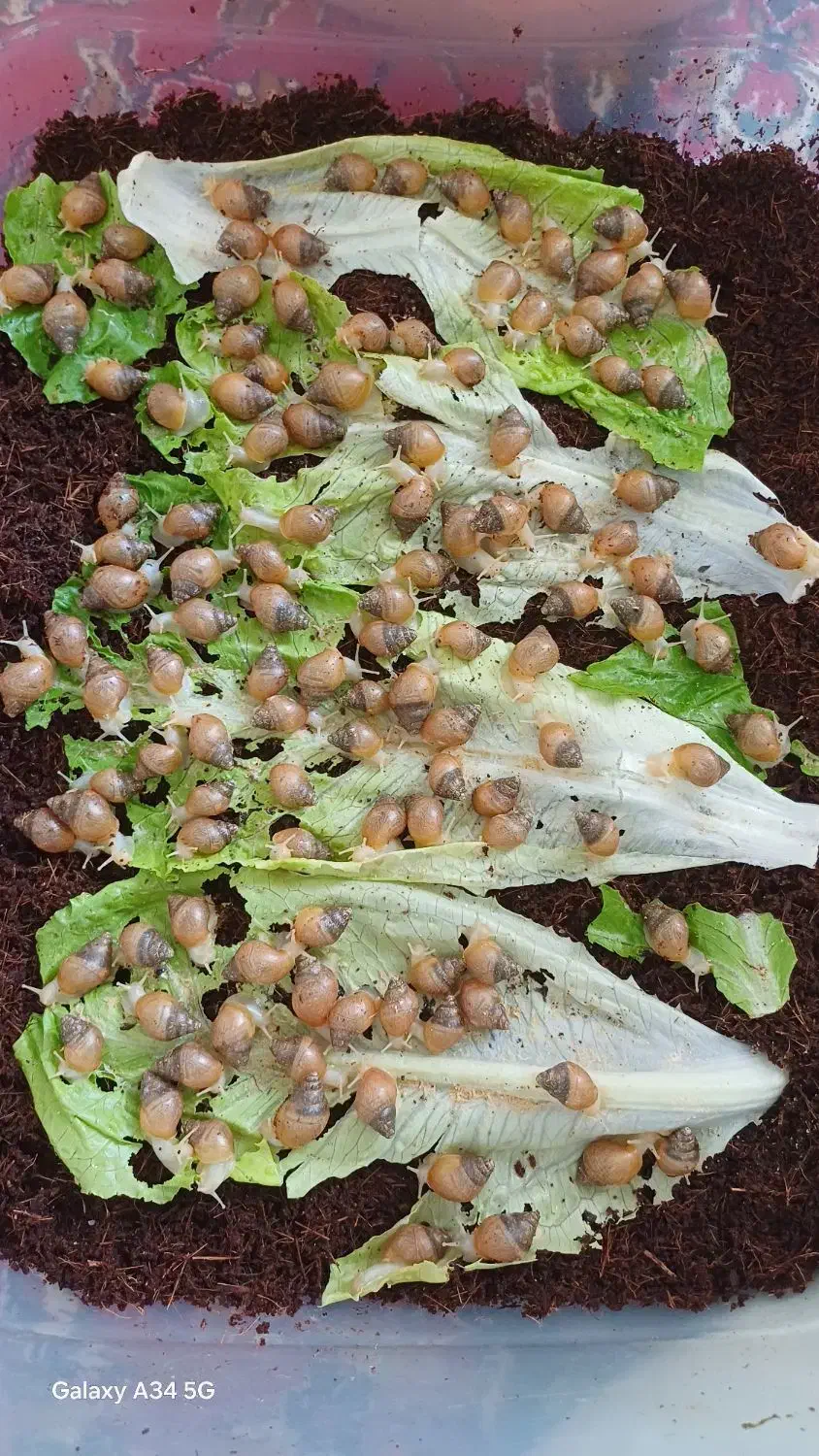 فروش حلزون|خزنده|قم, پردیسان|دیوار