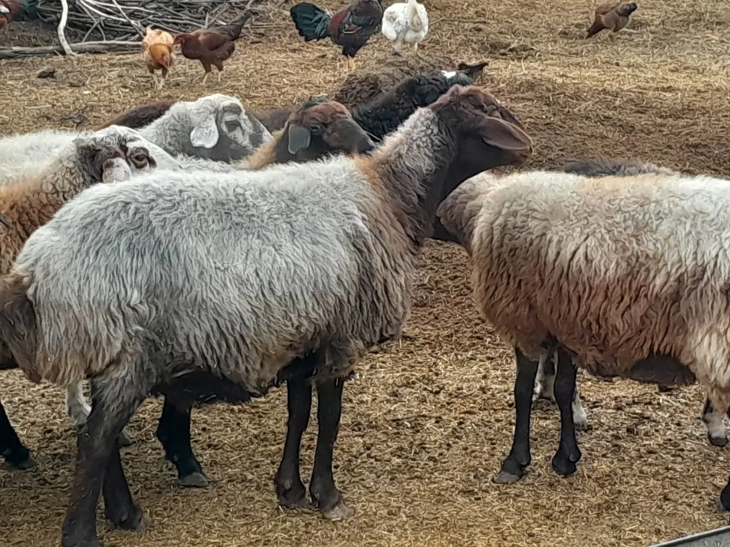 فروش گوسفند|حیوانات مزرعه|فاضل آباد, |دیوار