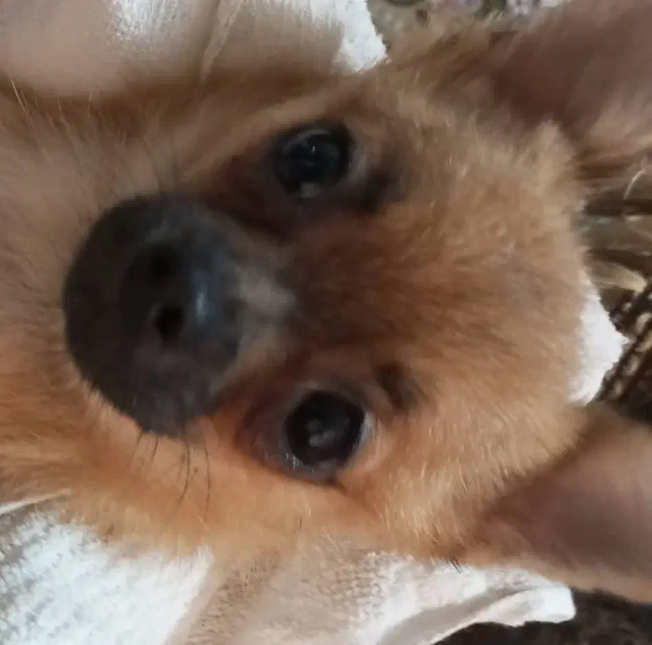 سگ شی واوا عروسکی|سگ|رشت, بلوار گیلان|دیوار