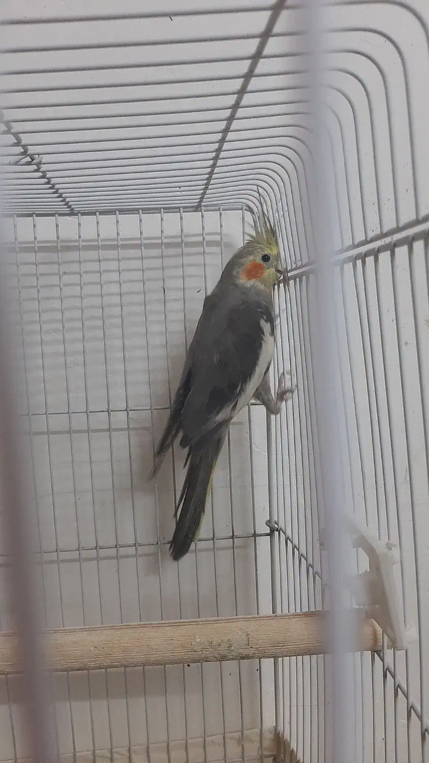 یک عدد عروس هلندی نر جوان|پرنده|رودبار, |دیوار