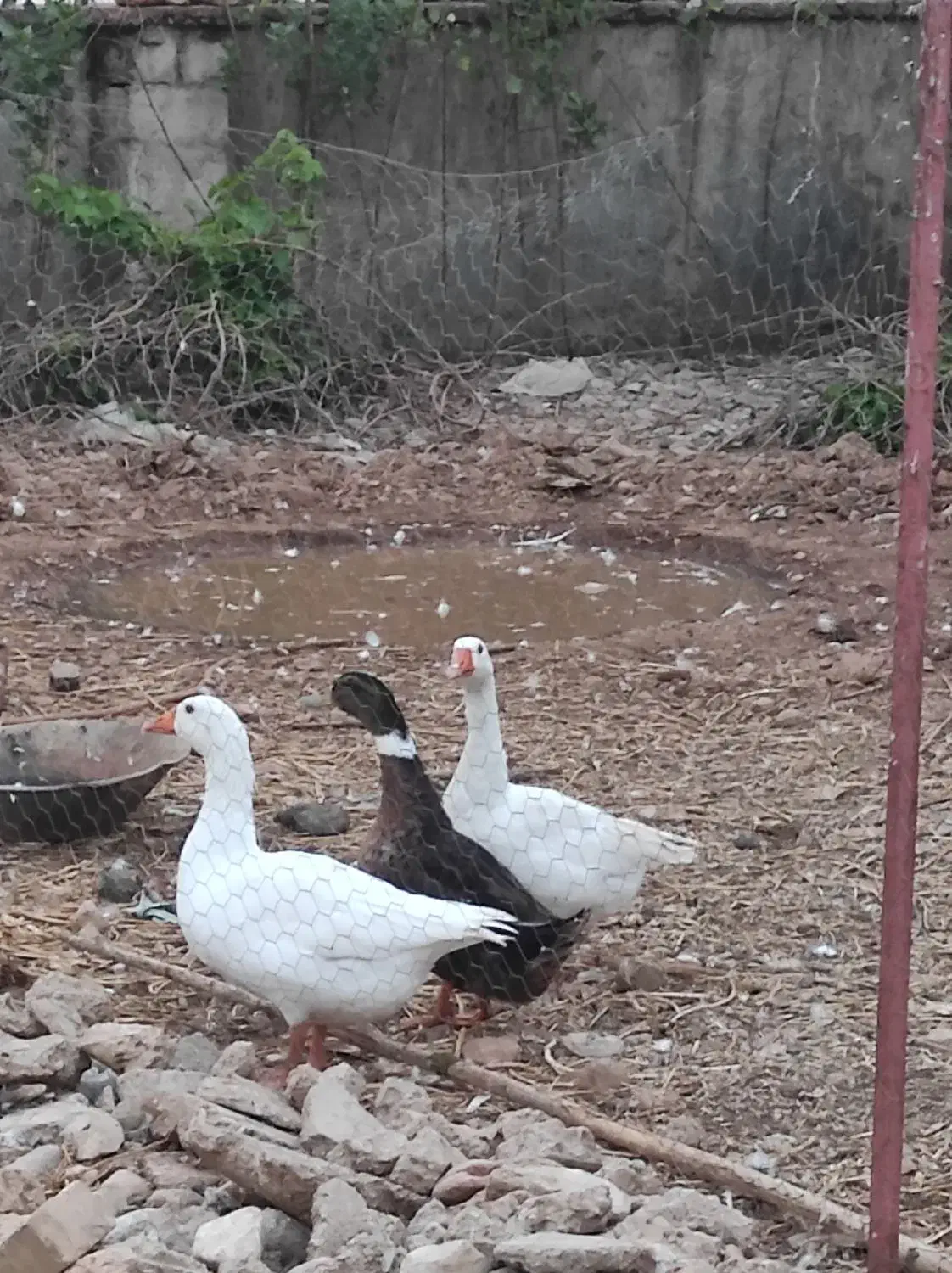 فروش غاز|حیوانات مزرعه|یاسوج, |دیوار