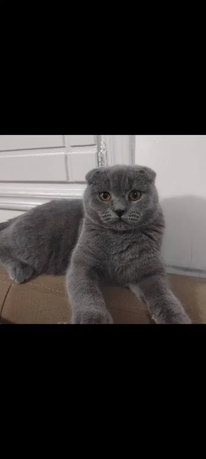 اسکاتیش فولد|گربه|نقده, |دیوار