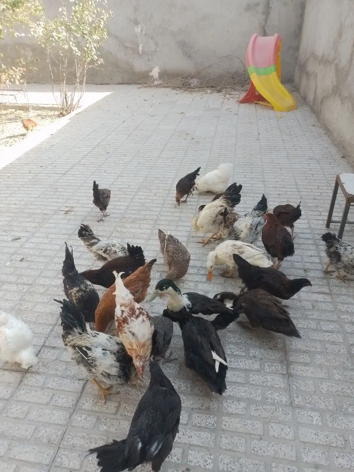 تعداد۲۸تامرغ وخروس۵ماه آماده تخم|حیوانات مزرعه|تربت‌حیدریه, حسنی بالا|دیوار