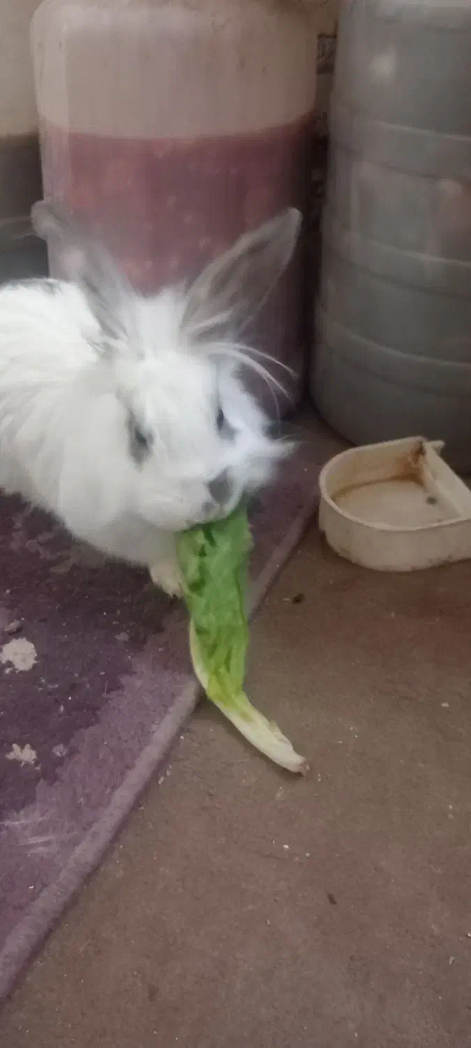 خرگوش لوپ|موش و خرگوش|چناران, |دیوار