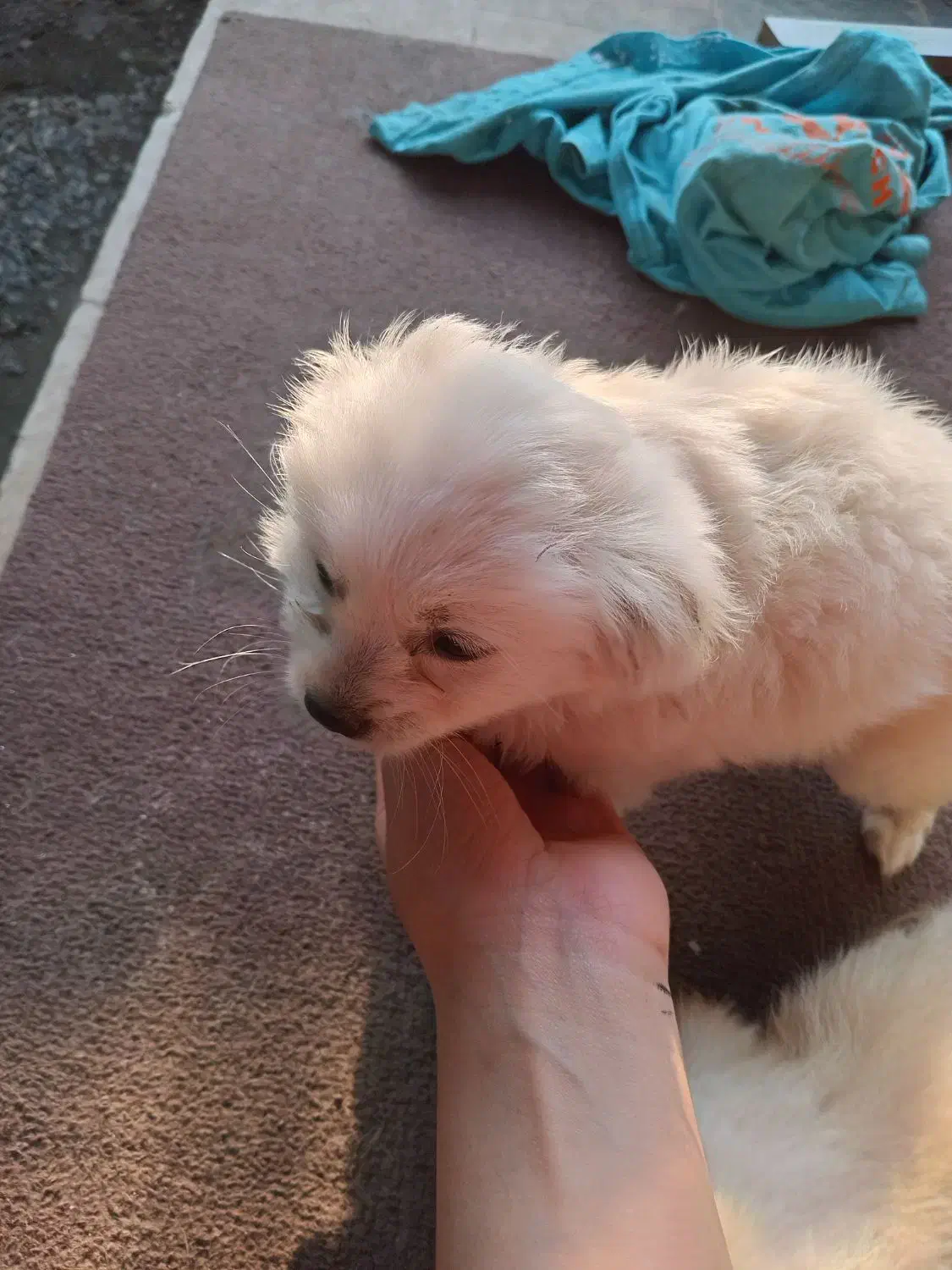 سگ اشپیز‌ پاکوتا|سگ|آستانه اشرفیه, |دیوار