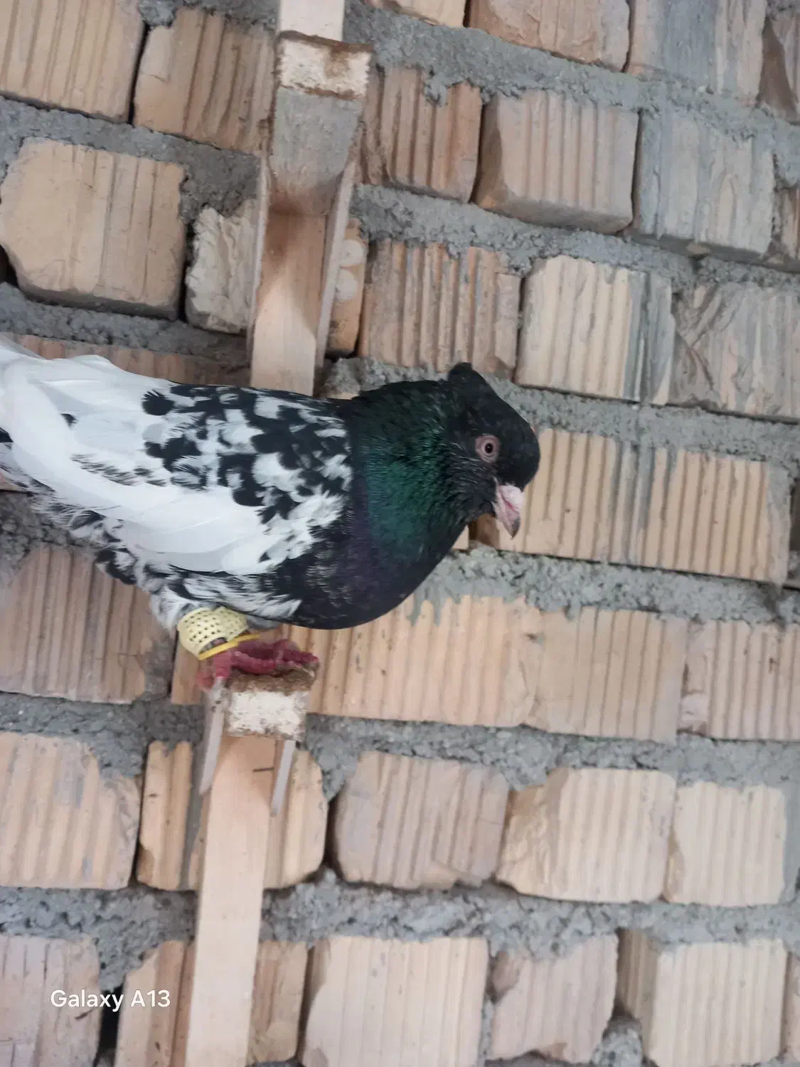 کفتر|پرنده|مرودشت, ژیان|دیوار