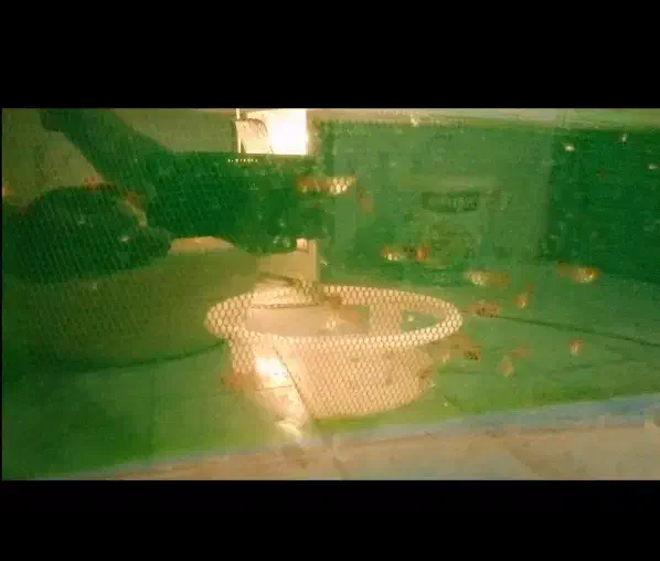 گوپی کوی بالن مولد گرید b|ماهی|تهران, زعفرانیه|دیوار