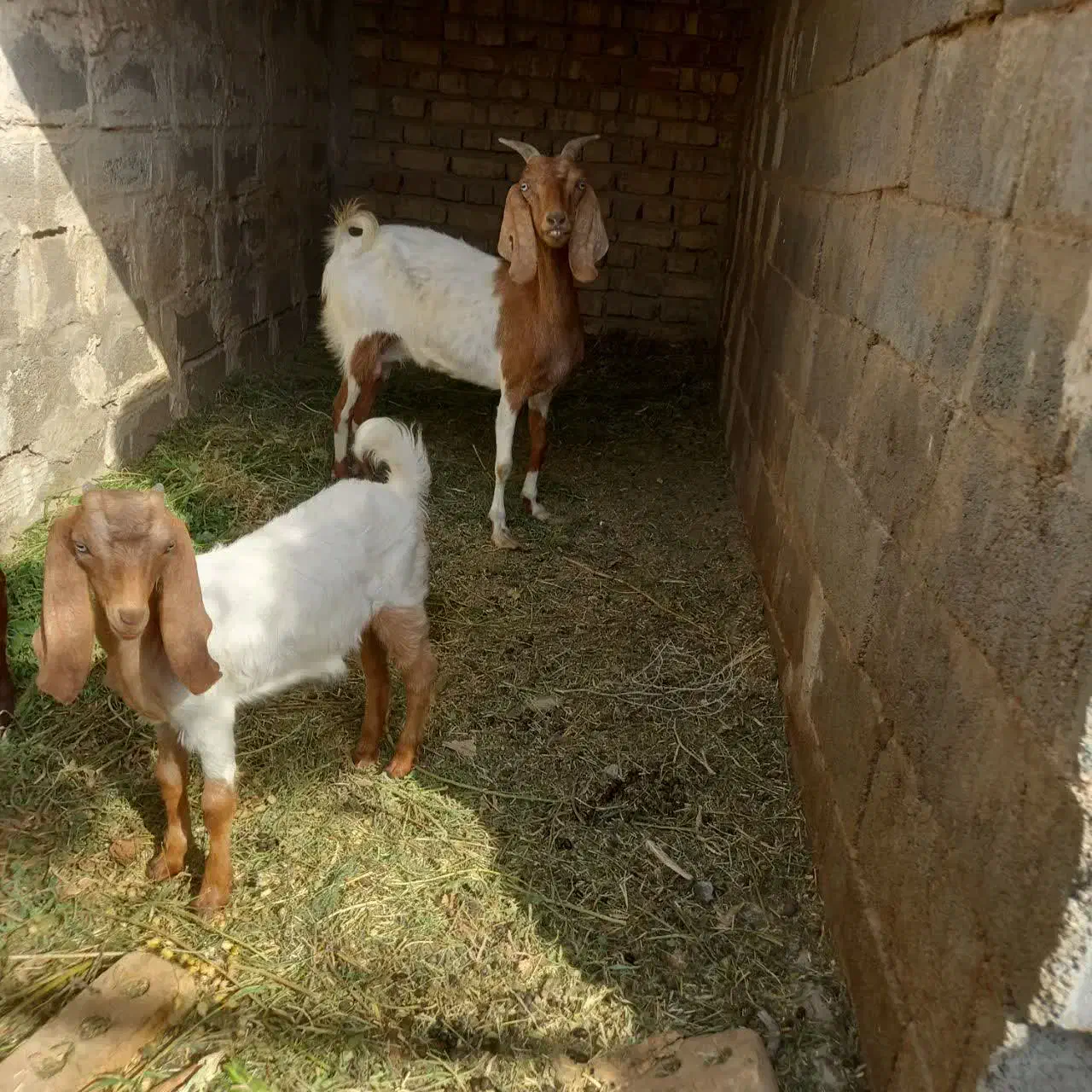 بزغاله نرو ماده ریز|حیوانات مزرعه|بادرود, |دیوار